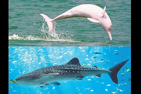 ஆழியில் கண்டெடுத்த முத்து