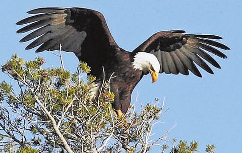 அஸ்தமனத்தின் தூதுவர்கள்