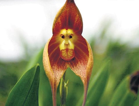 பூமாலையாகும் குரங்குகள்!