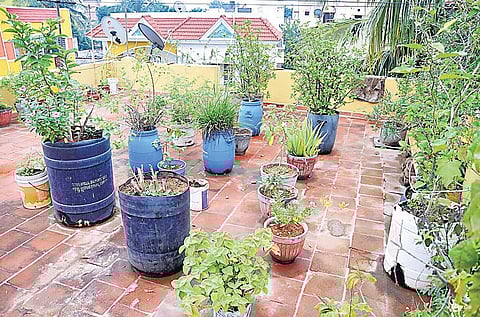 மாடித் தோட்ட அனுபவங்கள்