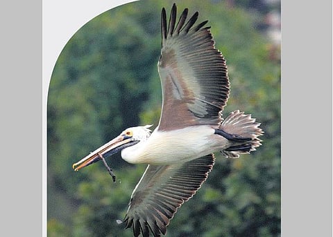 பெரியதொரு நீர்ப்பறவை