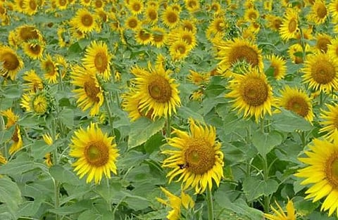 எல்லா நலமும் பெற