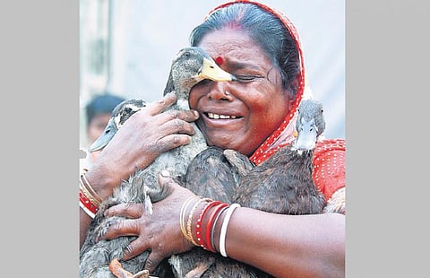 பறவைக் காய்ச்சல்: அடுத்த எபோலா?