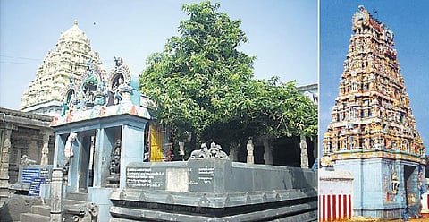 தருமமிகு சென்னையின் தலவிருட்சங்கள்