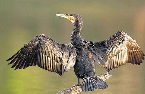 தண்ணீர் காக்கா