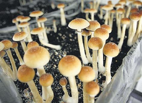 மருந்தா, மந்திரக் காளான்கள்?