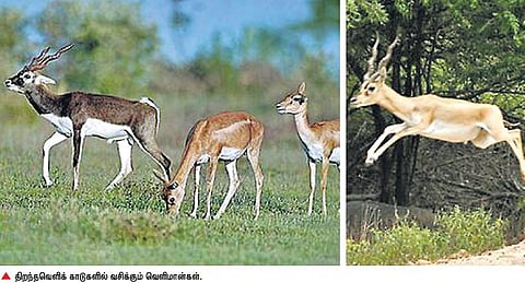 அதிகமாக வேட்டையாடப்படும் வெளிமான் வகை விலங்கு: பிரபலங்கள் தண்டனை பெற்றும் விழிப்புணர்வு இல்லை