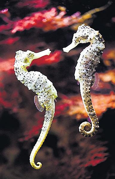 கடலின் அரிய உயிரினங்கள்