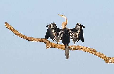 சென்னை சுட்டிக்கு தேசிய விருது