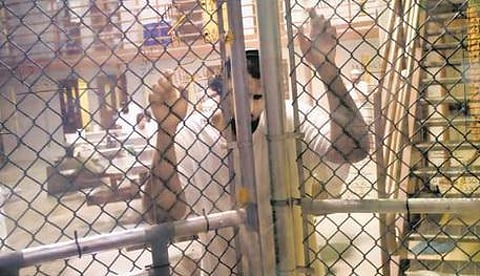 மனித உரிமைகள்: கிலோ எவ்வளவு டாலர்?