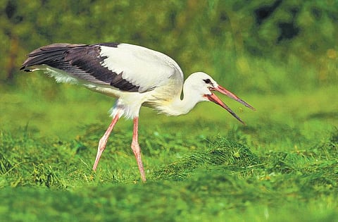 பறவைகளின் விநோத பழக்கங்கள்