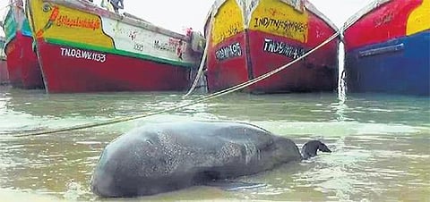 ராமேசுவரத்தில் கரை ஒதுங்கும் அரியவகை டால்பின்கள்: சுற்றுச்சூழல் ஆர்வலர்கள் கவலை