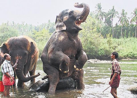 கோயில் யானைகள் முகாம்: கோதை, வேதநாயகியின் குறும்புகள் - காட்சிகளை ரசித்த பார்வையாளர்கள்