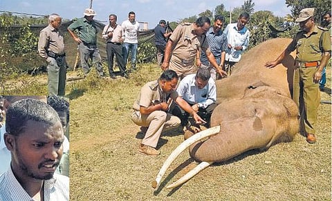 மின்சாரம் பாய்ந்து ஆண் யானை பலி: ஆதிவாசி கைது