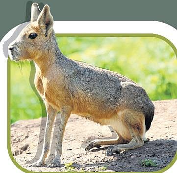 குட்டிகளை பால்வாடியில் விடும் விலங்கு!