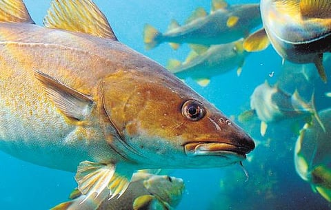 பன்னா மீன்கள் எங்கே போய்விட்டன?