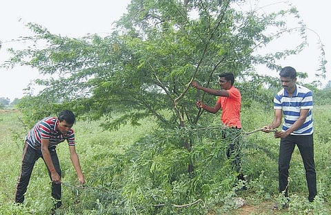 பசுமைக் காதலர்கள்