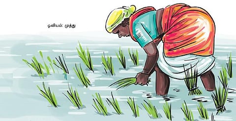 விரட்டப்படும் விதைகள்