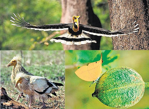 ஒளிப்படக் கலைஞர் ‘மயில்