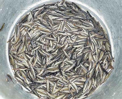 ஆண்டுக்கு ஒருமுறை கிடைக்கும் அயிரை மீன்கள்: கிலோ ரூ.600-க்கு கிடுகிடு விலை உயர்வு