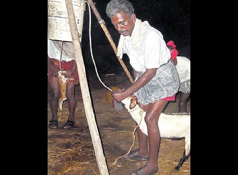 வலிய புகட்டும் தண்ணீரால் வதைபடும் ஆடுகள்: விற்பனைக்காக எடையை கூட்டும் மோசடி