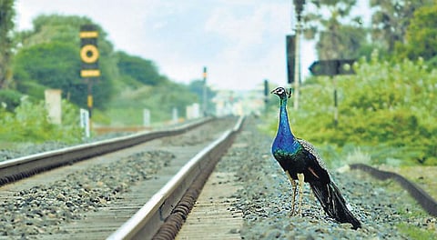 தனுஷ்கோடியில் மயில்கள் சரணாலயம் அமைக்கப்படுமா? - தேசியப் பறவையைப் பாதுகாக்க இயற்கை ஆர்வலர்கள் வலியுறுத்தல்