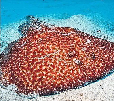 விந்தை விலங்குகள்!