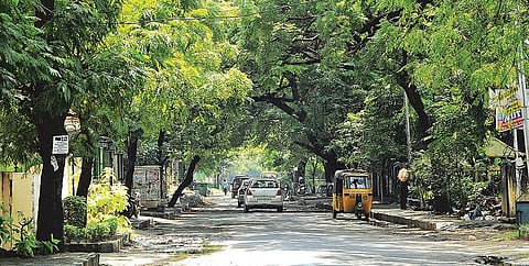 மரங்கள் விரும்பும் பசுமை மனிதர்