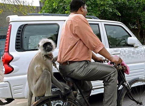 ஒபாமா வரும் போது இடையூறு ஏற்படக் கூடாது: டெல்லியில் குரங்குகளை விரட்டுங்கள்- இந்தியாவுக்கு அமெரிக்கா கோரிக்கை