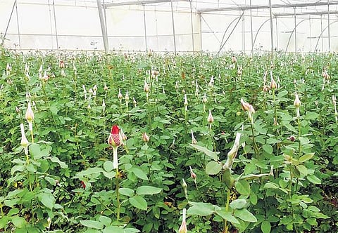 சர்வதேச சந்தையில் வரவேற்பை இழக்கும் இந்திய ரோஜா: ஆப்பிரிக்க மலர்கள் வரவால் காதலர் தின ஏற்றுமதி வீழ்ச்சி