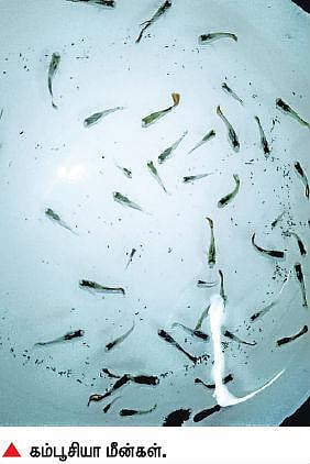 கொசுப்புழுக்களை அழிக்கும் கம்பூசியா மீன்