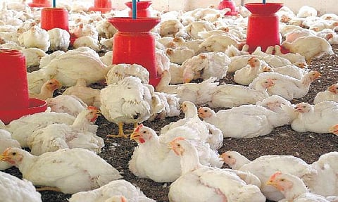 கறிக் கோழிகளுக்கு ‘ஆன்டிபயாடிக்’ அளிக்கத் தடை: மத்திய அரசு பரிசீலனை- தமிழகத்தில் தொழில் பாதிக்கப்படுமா?