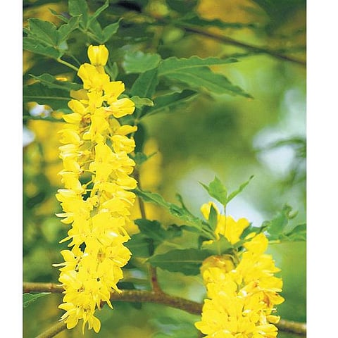 வாழ்வை வளப்படுத்தும் தெய்வ விருட்சங்கள்