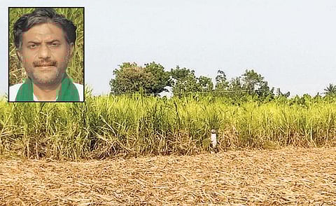 கண்ணீரில் தத்தளிக்கும் தமிழக கரும்பு விவசாயிகள்