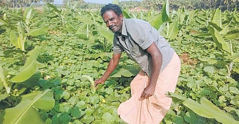 வெள்ளரியால் வென்ற சின்னமனூர் விவசாயி