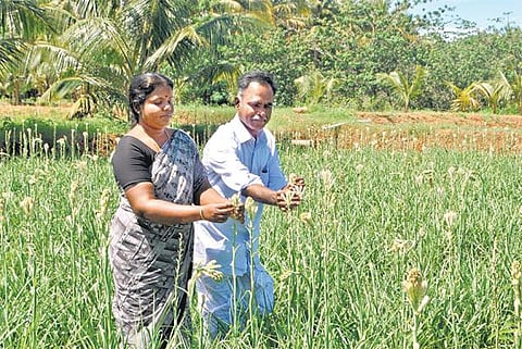 சம்பங்கி சாகுபடியில் சாதிக்கும் பொறியாளர்: ஆண்டுக்கு ரூ. 5 லட்சம் வருமானம்