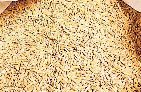 நம் நெல் அறிவோம்: ஜொலிக்கும் தங்கச் சம்பா