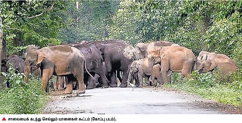 அழிக்க நினைத்தால் தூக்கத்தில்கூட யானைகள் எதிரியை பழிவாங்கும்: சிந்தனையில் இருக்கும் சங்க இலக்கியத்தில் குறிப்பிடப்பட்டுள்ள சுவாரசிய தகவல்கள்