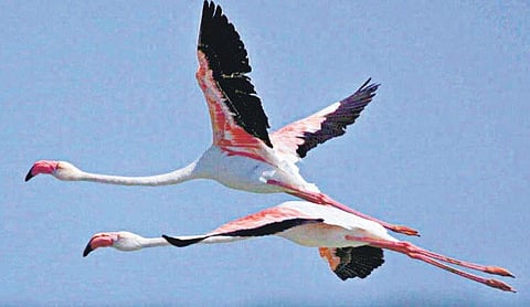 வண்ணத் தூதர்களைத் தேடி