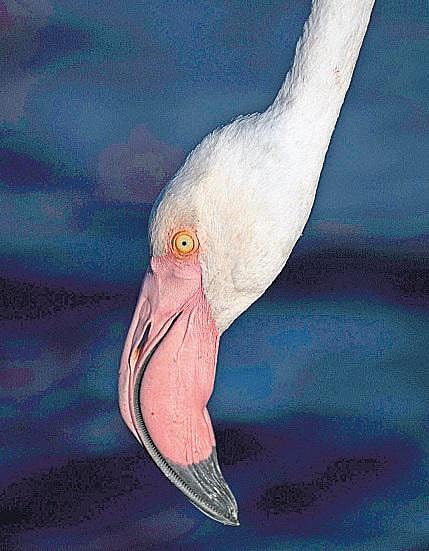 தேடி வந்த பூநாரைகள்