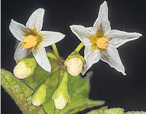 ஆசிரியருக்குக் கைகொடுத்த கீரை: ஆண்டுக்கு ரூ. 2 லட்சம் வருமானம்