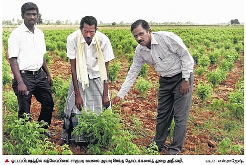 தூத்துக்குடி: விவசாயிகளுக்கு லாபம் தரும் கறிவேப்பிலை சாகுபடி