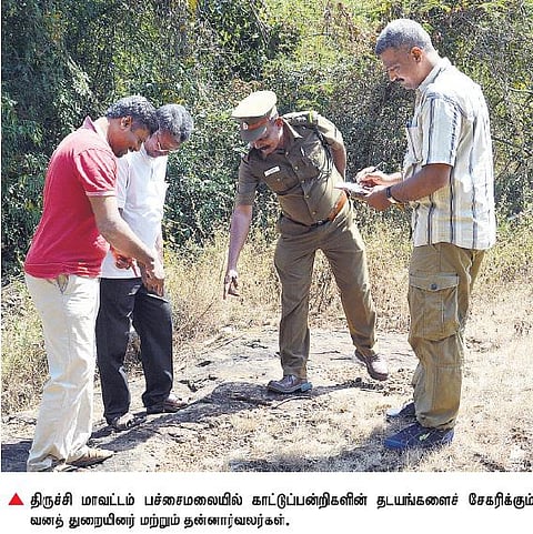வனத்தின் துப்புரவாளர்களாக செயல்படும் காட்டுப்பன்றிகள்: தமிழகத்தில் கணக்கெடுக்கும் பணிகள் தீவிரம்