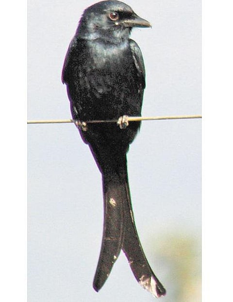 நானும் கண்டேன் ஆனைச்சாத்தான்- வாசகர் கருத்து