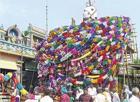 மாசிமகமும் பெரிய கோயில் குதிரையும்...!