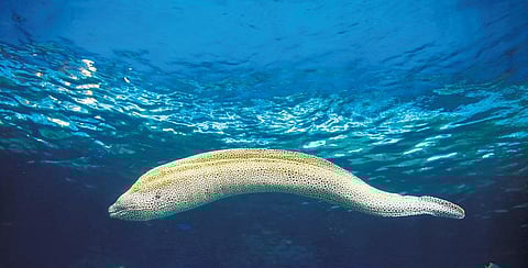 ஊர்வலம் போகும் மீன்கள்!- உயிரிகள் உலகம்