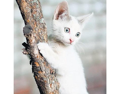 பூனையின் கனவு: ஓஷோ சொன்ன கதை