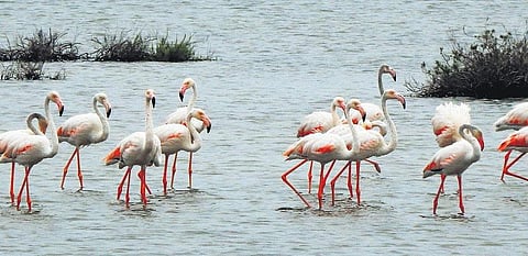 ஒரு பொறியியல் மாணவனின் பறவைக் காதல்