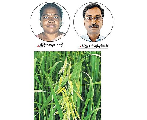 தமிழகத்தில் ஓட்ஸ் சாகுபடி- வேளாண் பல்கலை. முயற்சி