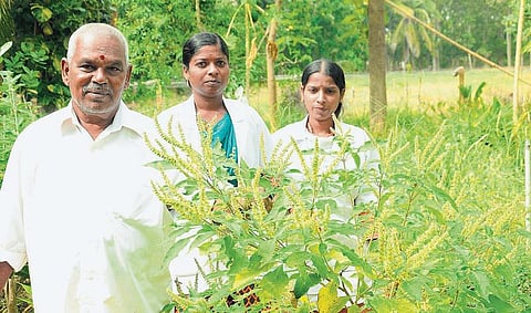 மூலிகைகளுக்கு இடையே ஊடுபயிர்- சித்த வைத்தியரின் புது முயற்சி